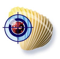 clam